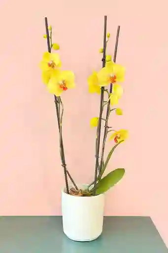 Orquidea Grande De 2 Varas Amarilla Con Matera Blanca