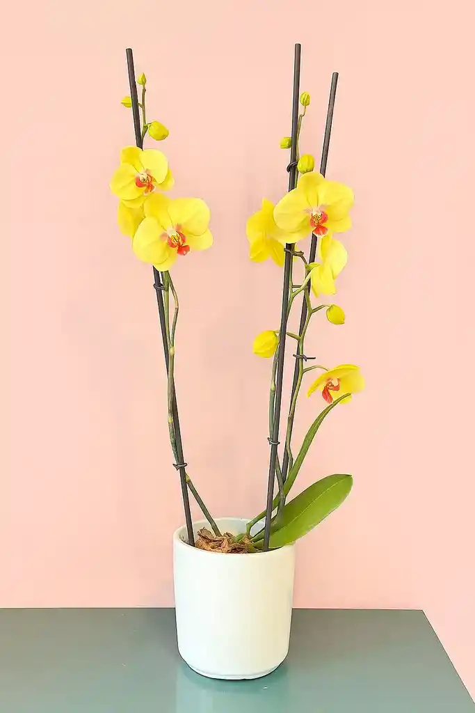 Orquidea Grande De 2 Varas Amarilla Con Matera Blanca