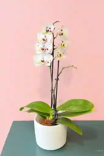 Orquídea Mediana Sparkle De 1 Vara Con Matera Blanca