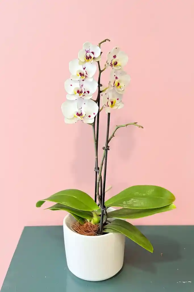 Orquídea Mediana Sparkle De 1 Vara Con Matera Blanca