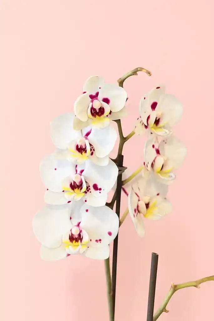 Orquídea Mediana Sparkle De 1 Vara Con Matera Blanca