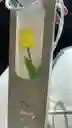 Tulipán Amarillo En Caja De Lujo