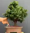 Bonsái Hinoki - Falso Ciprés