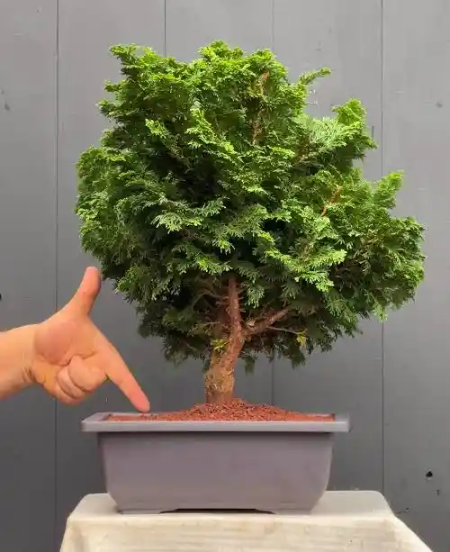 Bonsái Hinoki - Falso Ciprés
