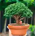 Bonsái Hinoki - Falso Ciprés