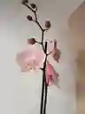Orquidea Rosa Claro X1 Tallo
