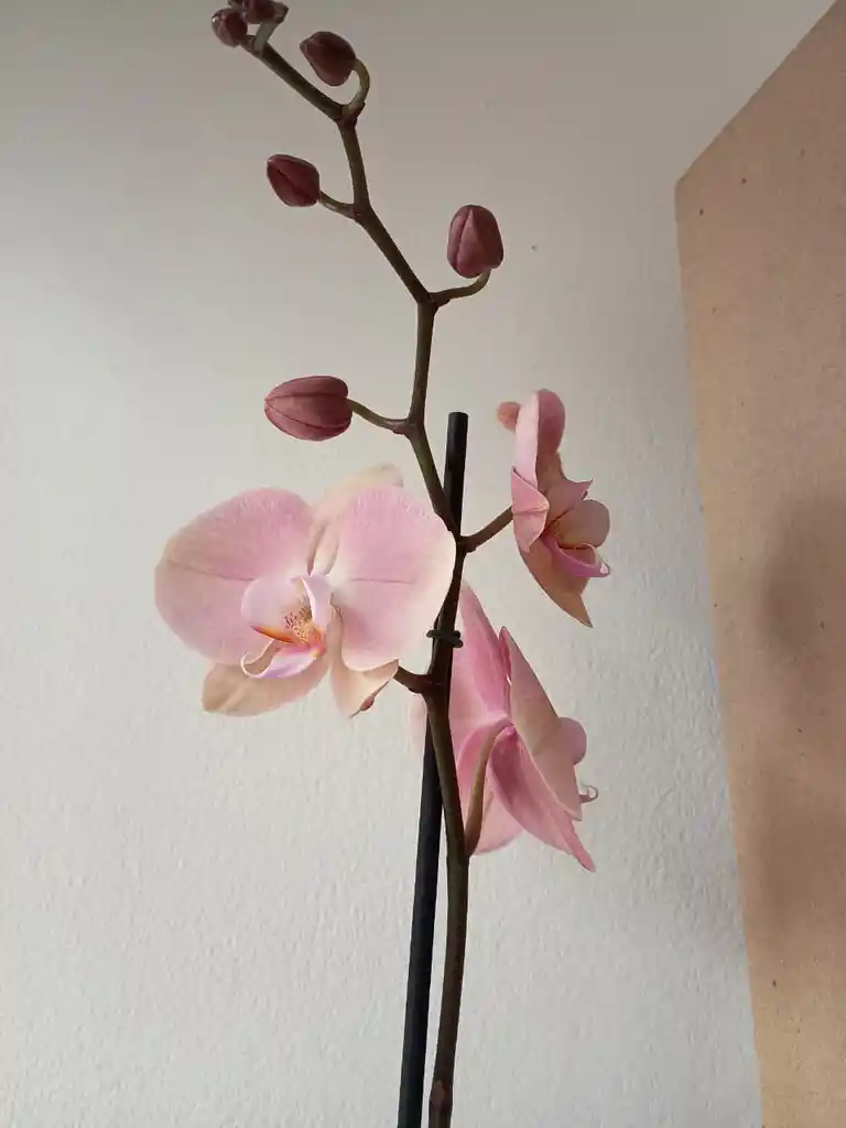 Orquidea Rosa Claro X1 Tallo