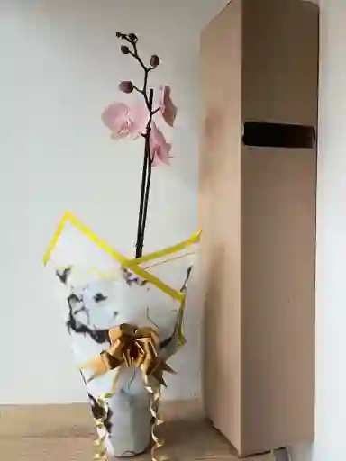 Orquidea Rosa Claro X1 Tallo