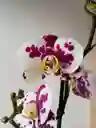 Orquídea Blanca Con Pintas Fucsias X1 Tallo