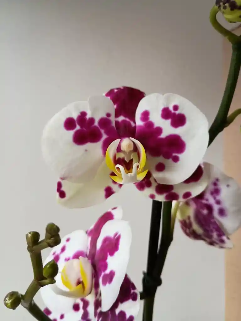 Orquídea Blanca Con Pintas Fucsias X1 Tallo