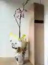 Orquídea Blanca Con Pintas Fucsias X1 Tallo