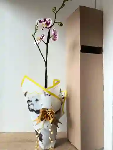 Orquídea Blanca Con Pintas Fucsias X1 Tallo