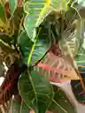 Kokedama Croto