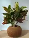 Kokedama Croto