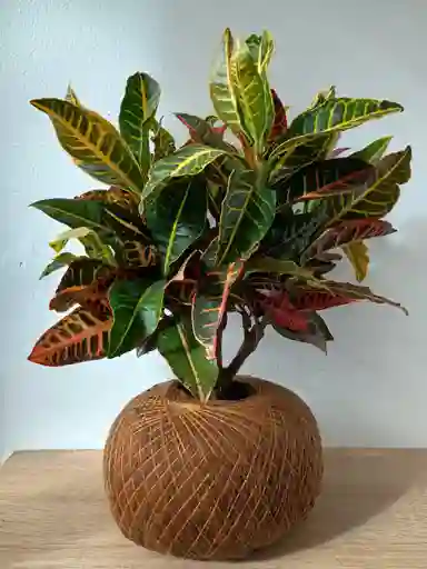 Kokedama Croto