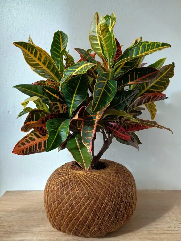 Kokedama Croto