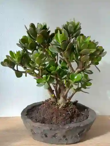 Bonsai Jade De Hoja Grande 2 Años De Edad Grande