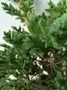 Bonsai Pino Pequeño