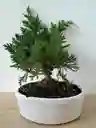 Bonsai Pino Pequeño