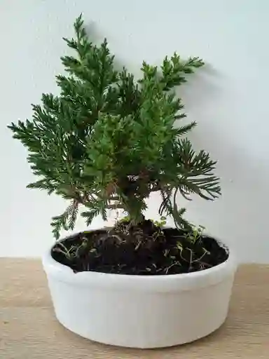 Bonsai Pino Pequeño