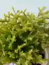 Bonsai Pini Nana