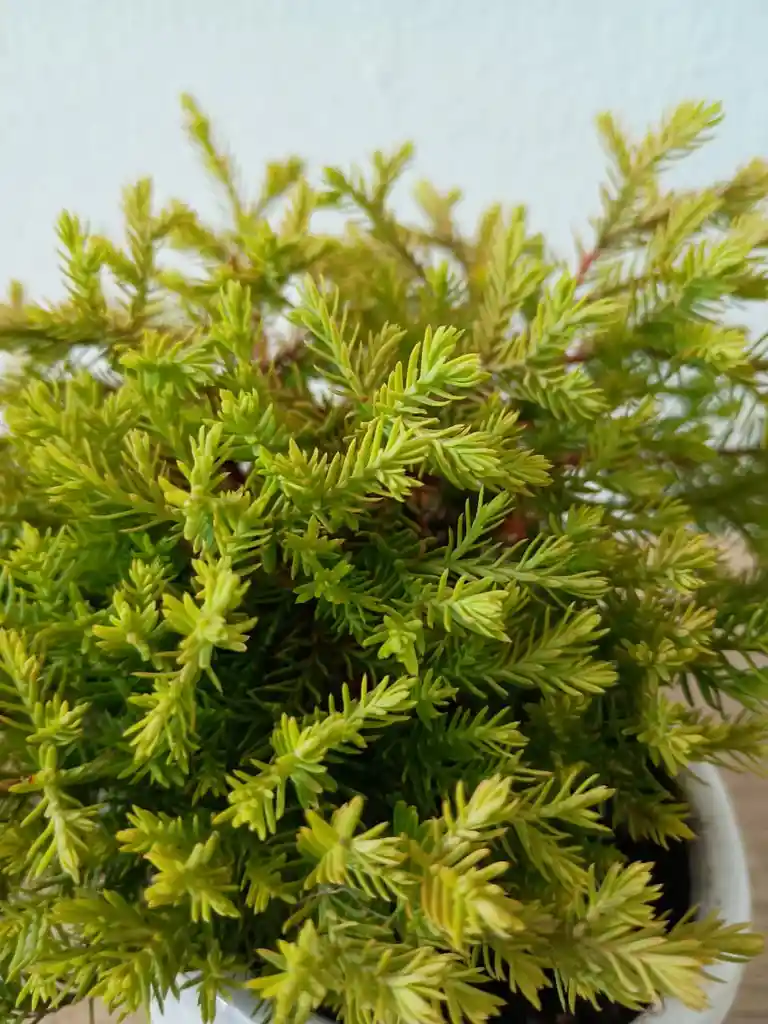 Bonsai Pini Nana