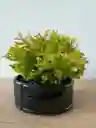 Bonsai Pini Nana