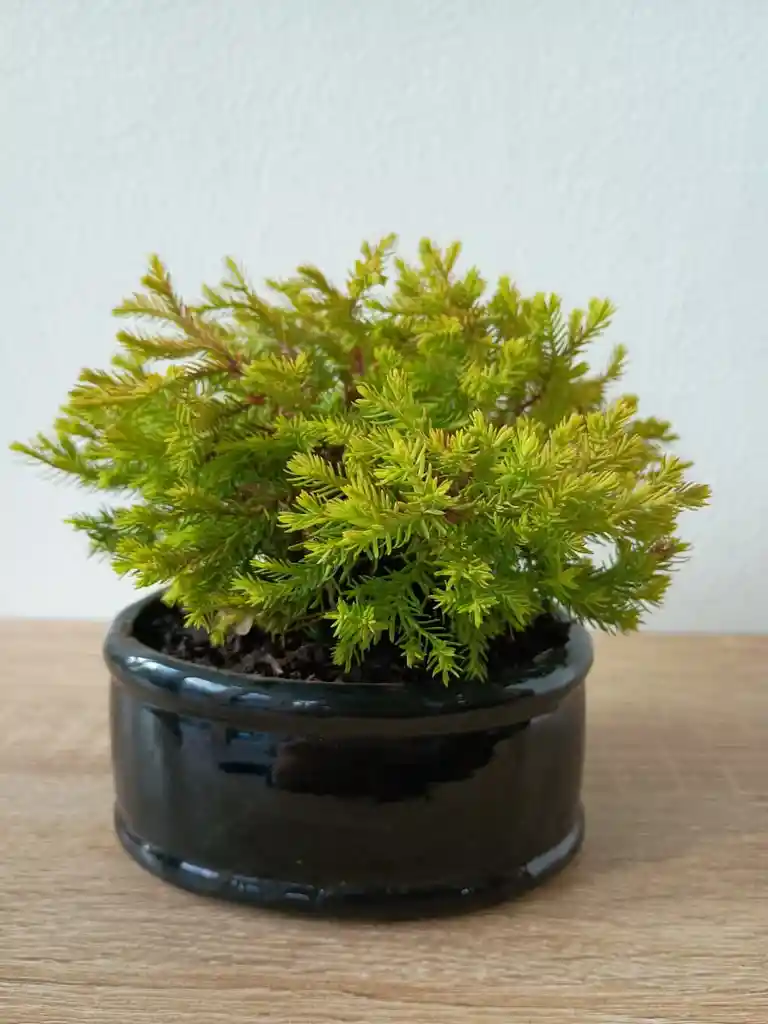 Bonsai Pini Nana