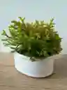 Bonsai Pini Nana