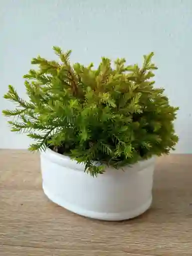 Bonsai Pini Nana