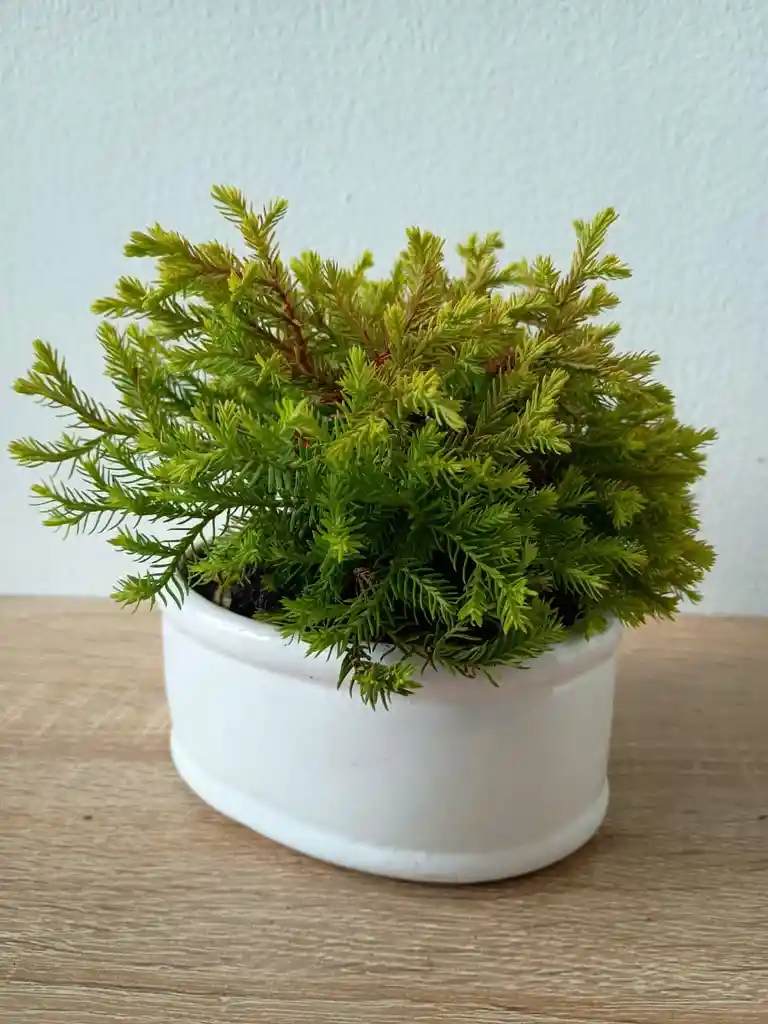 Bonsai Pini Nana