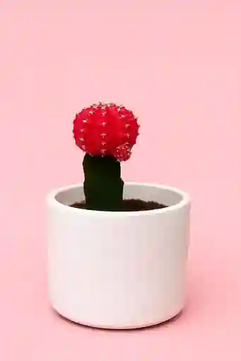 Cactus Mini Rojo Con Matera Blanca De Ceramica