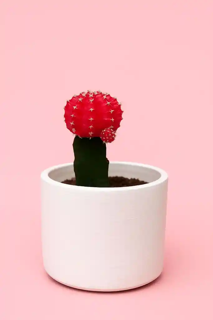 Cactus Mini Rojo Con Matera Blanca De Ceramica
