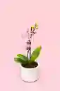 Orquidea Mini De 1 Vara Little Spirit Con Matera