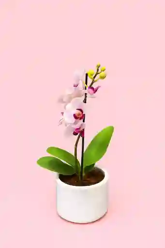 Orquidea Mini De 1 Vara Little Spirit Con Matera