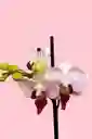 Orquidea Mini De 1 Vara Little Spirit Con Matera