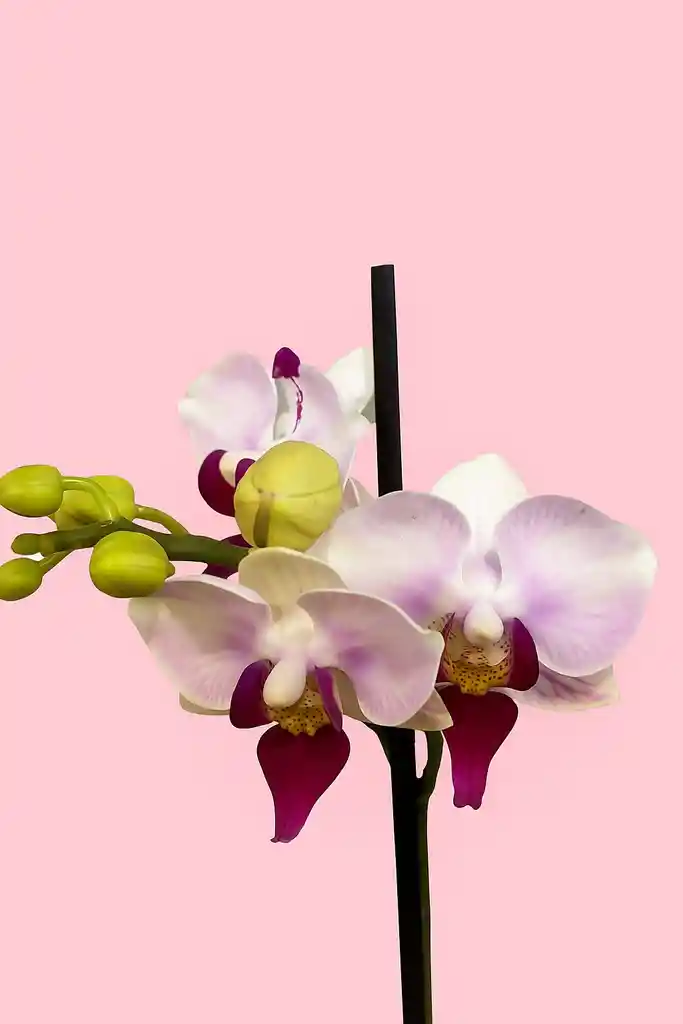 Orquidea Mini De 1 Vara Little Spirit Con Matera