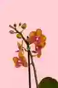 Orquidea Mini De 1 Vara Naranja Con Matera Blanca