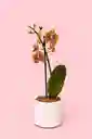 Orquidea Mini De 1 Vara Naranja Con Matera Blanca