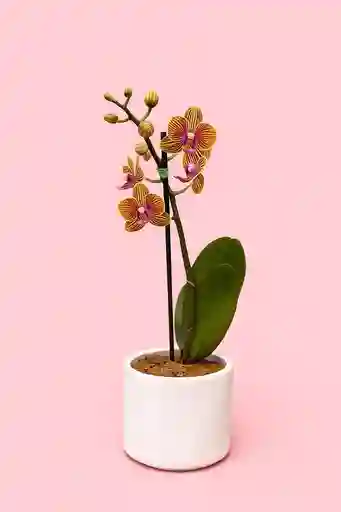 Orquidea Mini De 1 Vara Naranja Con Matera Blanca