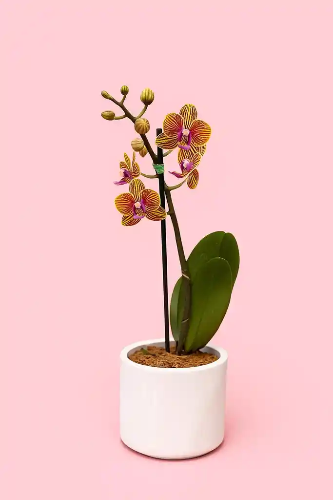 Orquidea Mini De 1 Vara Naranja Con Matera Blanca