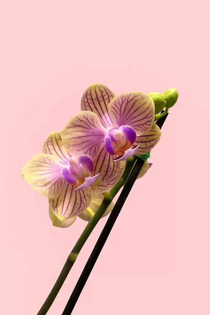 Orquidea Mini De 1 Vara Amarilla Con Matera Blanca