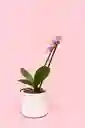 Orquidea Mini De 1 Vara Amarilla Con Matera Blanca