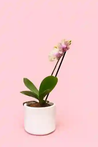 Orquidea Mini De 1 Vara Amarilla Con Matera Blanca