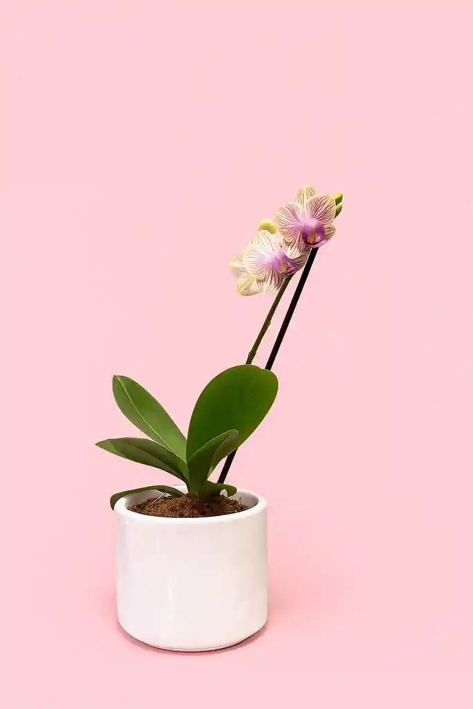 Orquidea Mini De 1 Vara Amarilla Con Matera Blanca