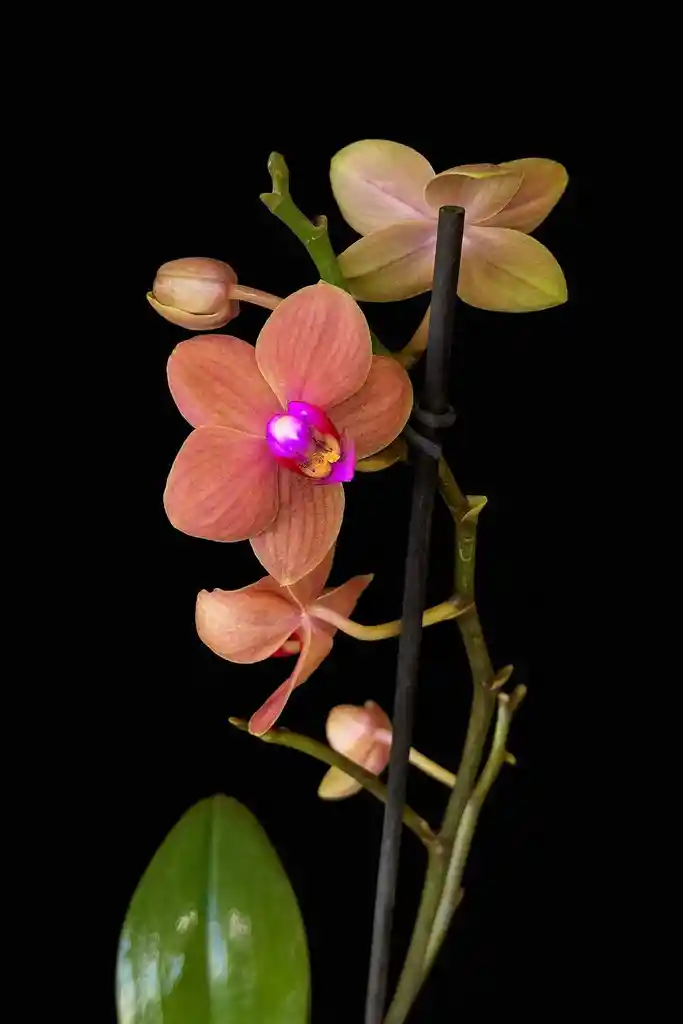 Orquidea Mediana Narnaja De 1 Varas Con Matera Blanca