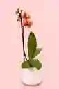 Orquidea Mediana Narnaja De 1 Varas Con Matera Blanca