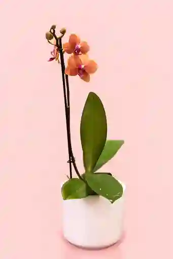 Orquidea Mediana Narnaja De 1 Varas Con Matera Blanca
