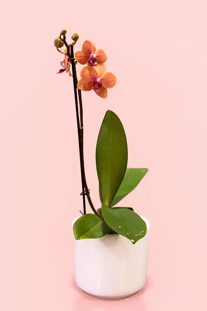Orquidea Mediana Narnaja De 1 Varas Con Matera Blanca