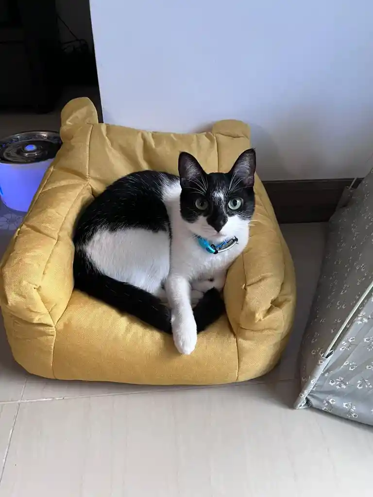 Sofa Mini Deluxe Color Amarillo Para Pgato O Perro - Largo 35 Cm X 40 Cm Ancho